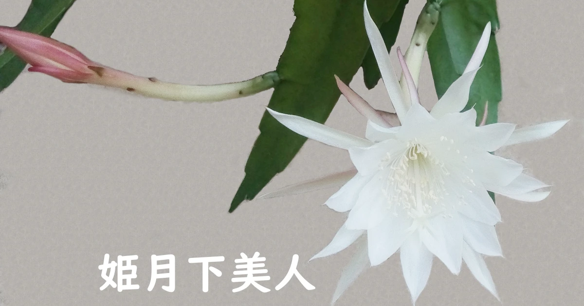 Epiphyllum pumilum