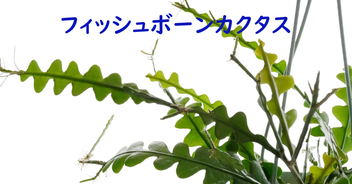 Fishbone Cactus