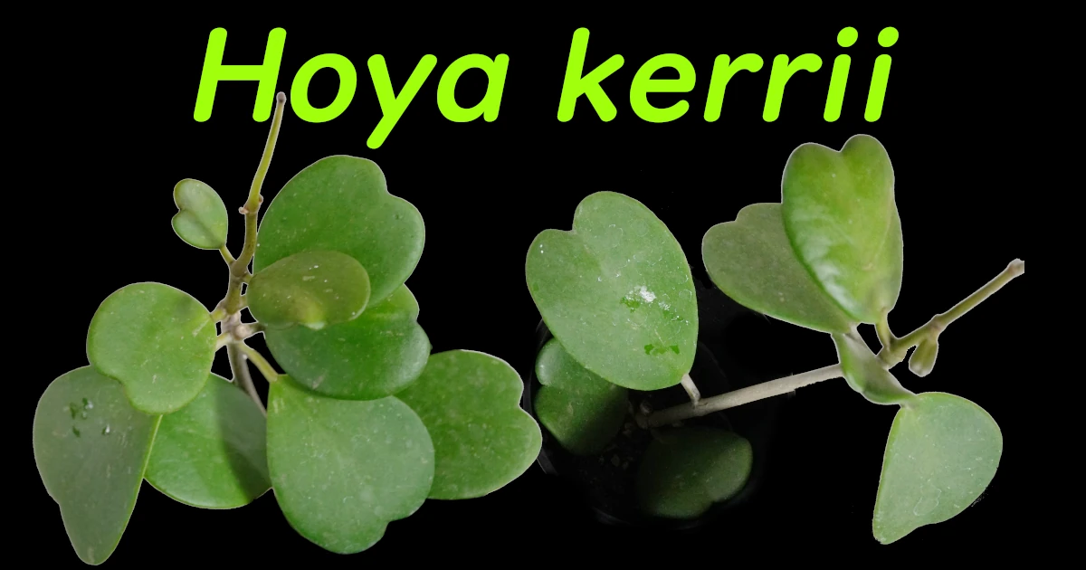 Hoya kerrii