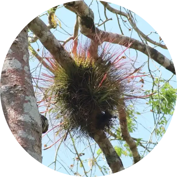 Tillandsia juncea