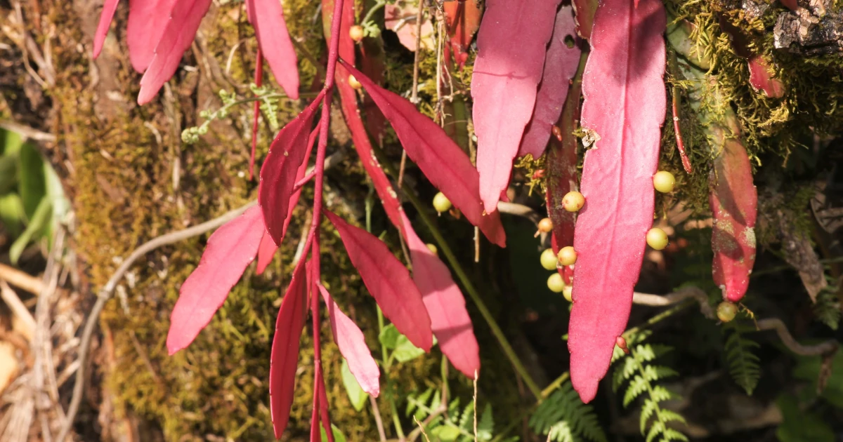 Pseudorhipsalis ramulosa